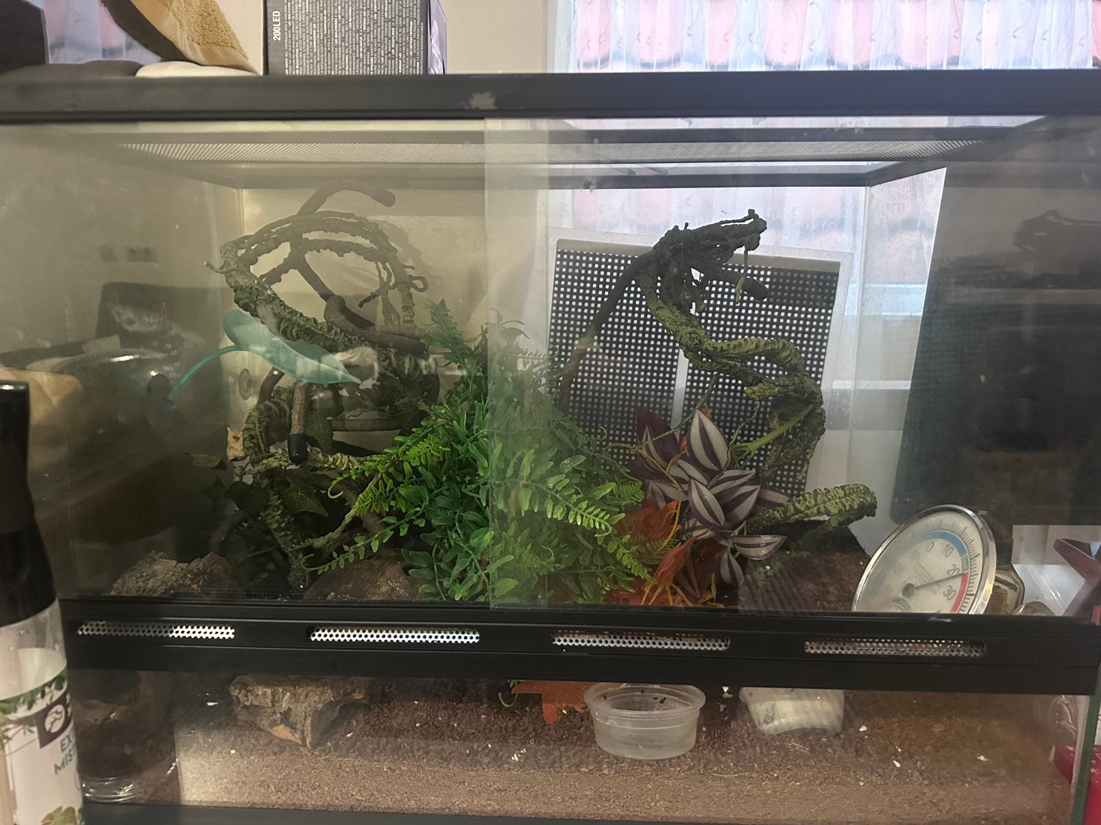 Crested Gekko Man 2 jaar oud met terrarium200€, Ophalen, Zo goed als nieuw