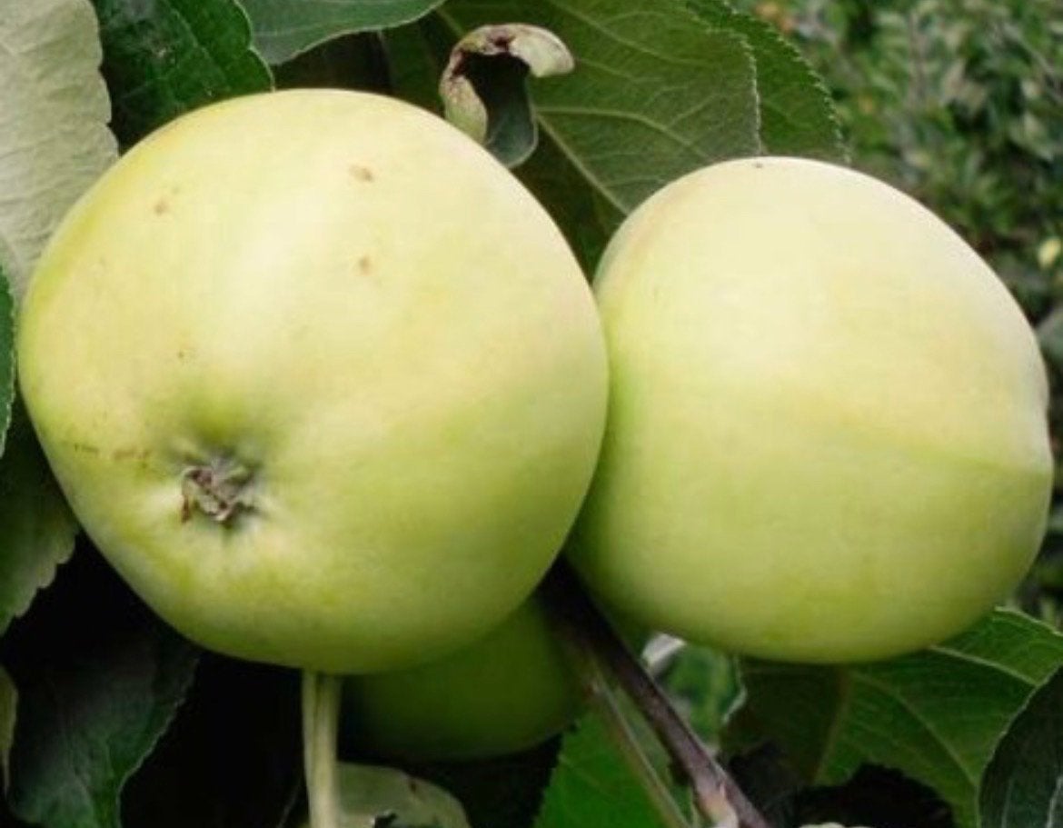 Appels oogstappeltjes, Ophalen