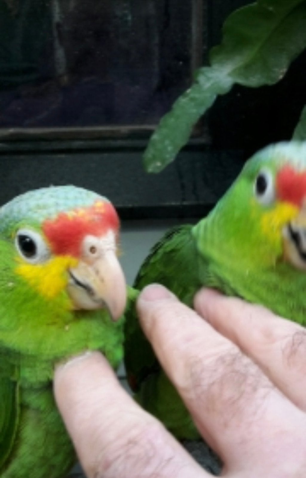 Geelwang amazone, Meerdere dieren, Papegaai
