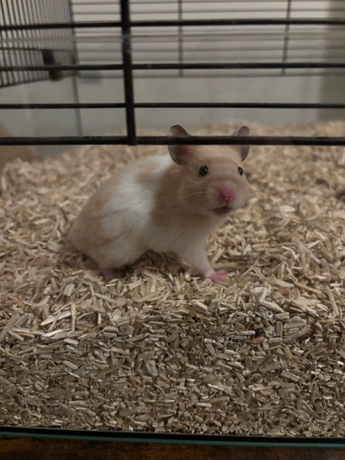 Hamster met kooi, Hamster, Februari, Mannelijk, Tam