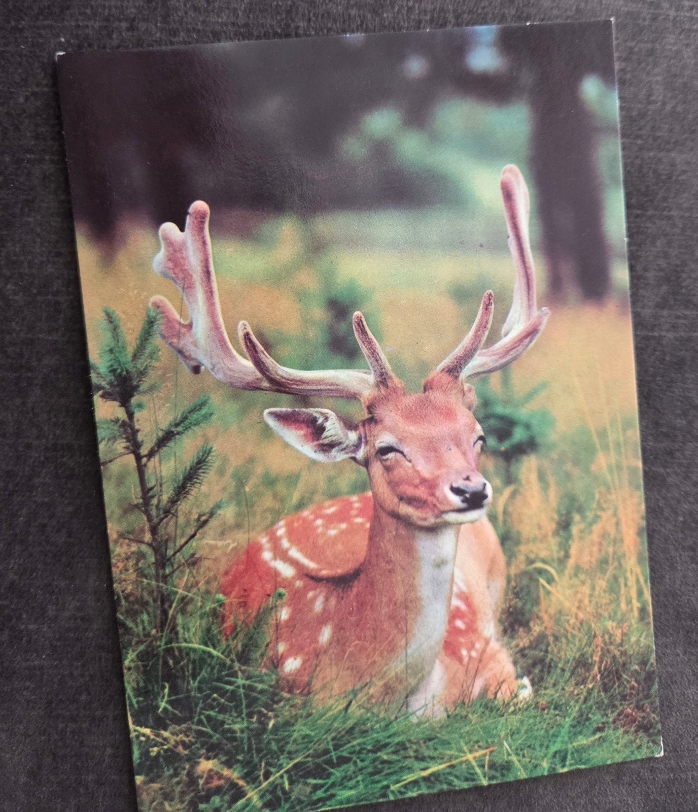 Hert - Uitgeverij DE STULP, Verzamelen, Ansichtkaarten | Dieren, Verzenden, 1960 tot 1980, Ongelopen, Wild dier