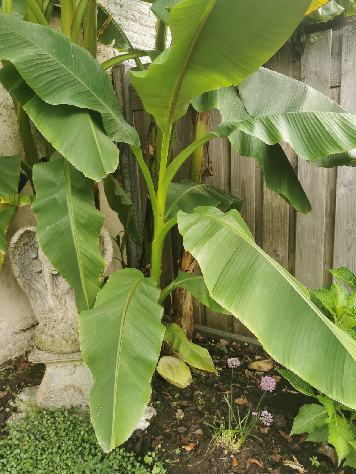 bananen plant, Overige soorten, Zomer, 400 cm of meer, Ophalen