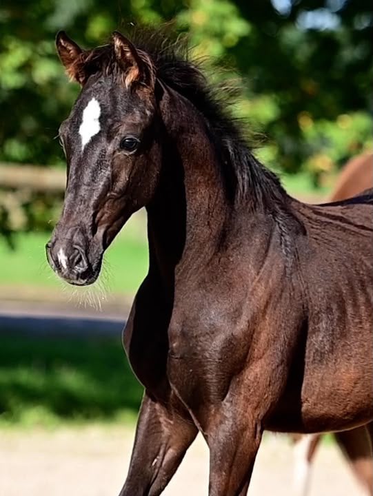 Dressuur merrie veulen powerdale x lantanas, Merrie, Dressuurpaard, 0 tot 2 jaar