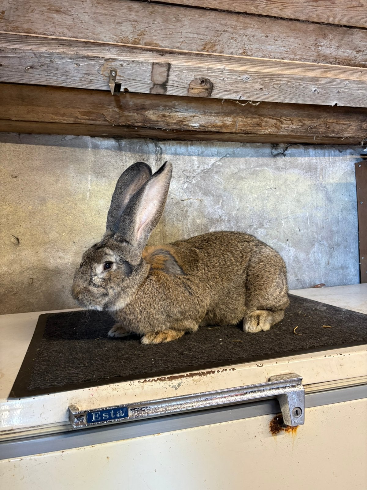 Vlaamse reus ram te koop, Mannelijk, Groot