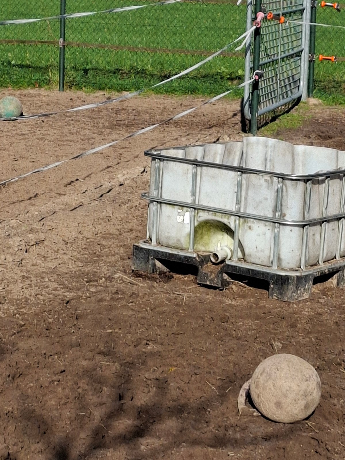 slowfheeder voor paarden ponny en shets, Overige typen, Ophalen of Verzenden