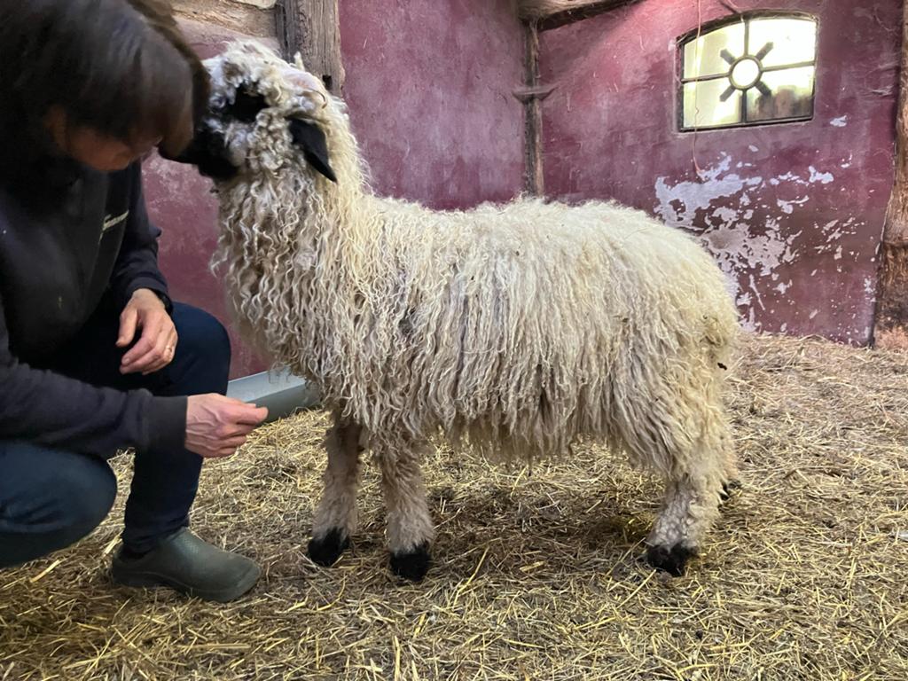 Te koop Walliser swarznase schapen lammeren, Dieren en Toebehoren, Meerdere dieren, Schaap