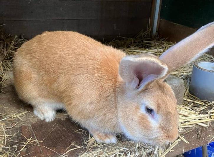 Vlaamse reus, Dieren en Toebehoren, Konijnen, Mannelijk, Groot, 0 tot 2 jaar