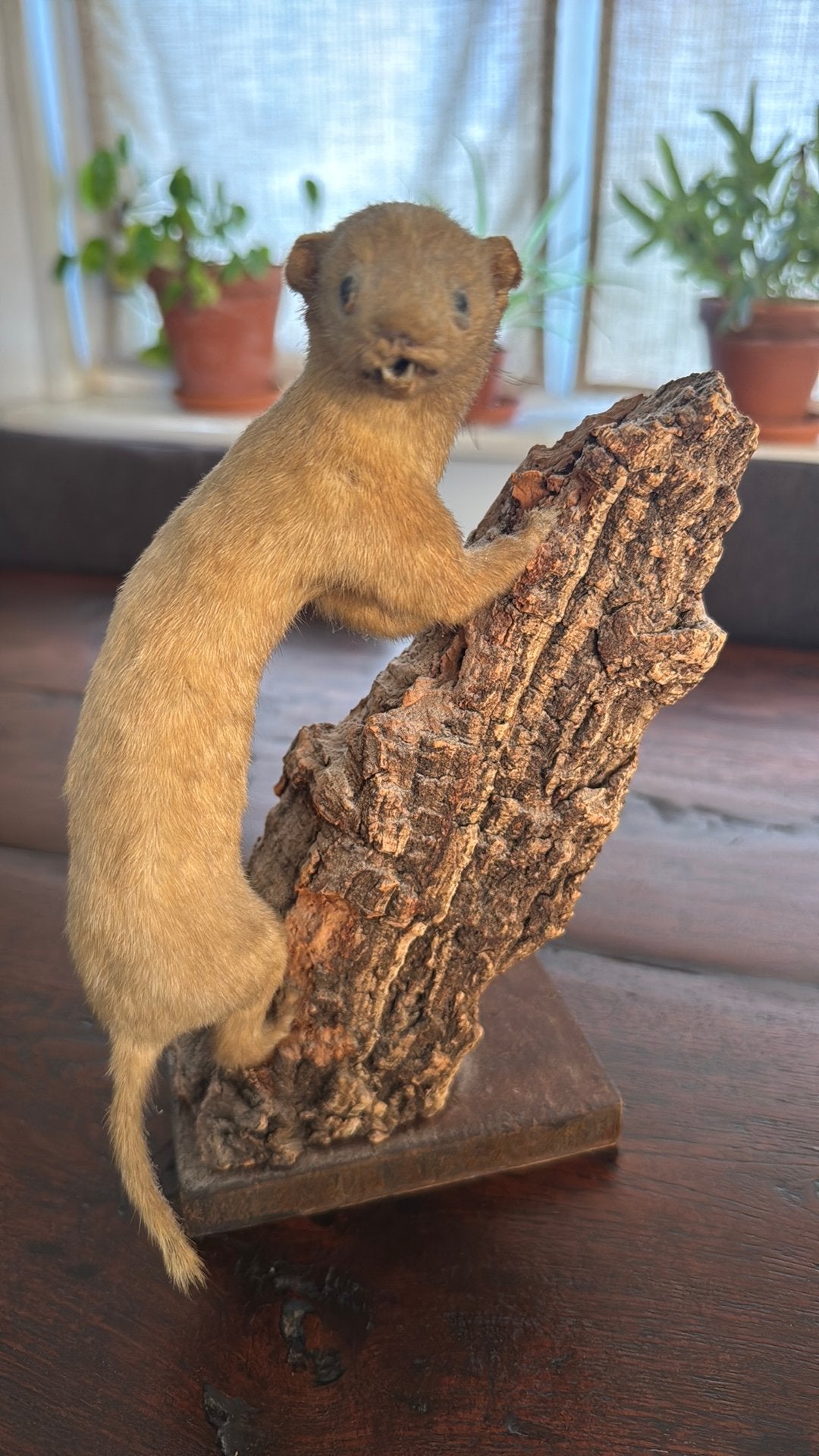Opgezette hermelijn op stam, Ophalen of Verzenden, Zo goed als nieuw, Vogel, Opgezet dier