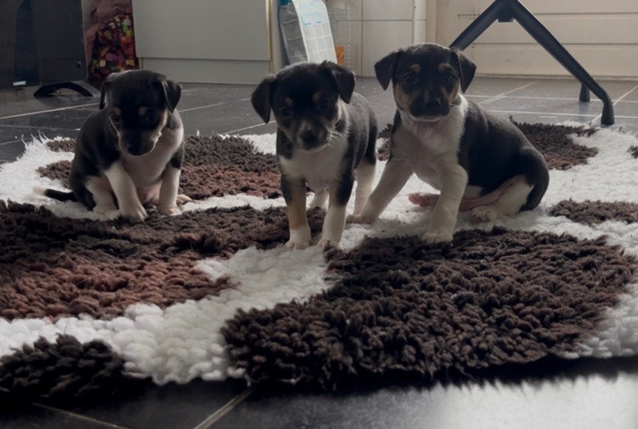 Te koop Boeren Fox pups update, Dieren en Toebehoren, 8 tot 15 weken, Meerdere, Meerdere dieren, Klein