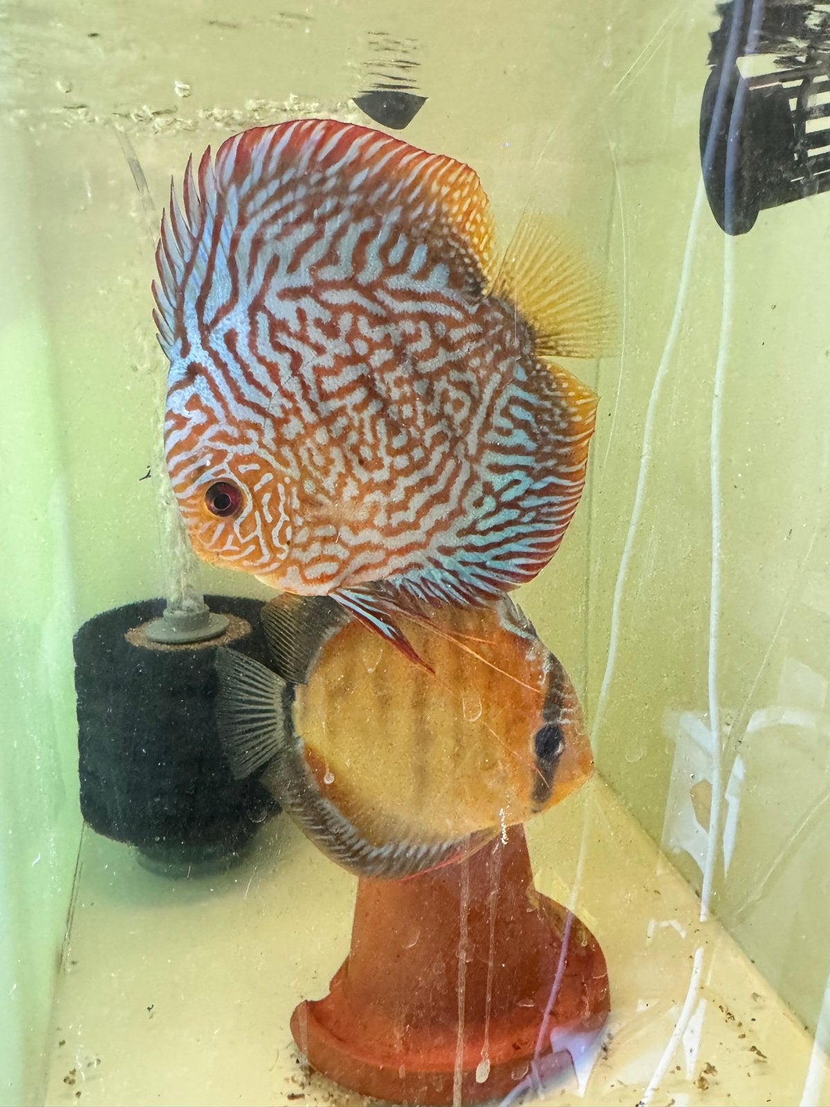 Discus vissen, Vis, Zoetwatervis, Schoolvis