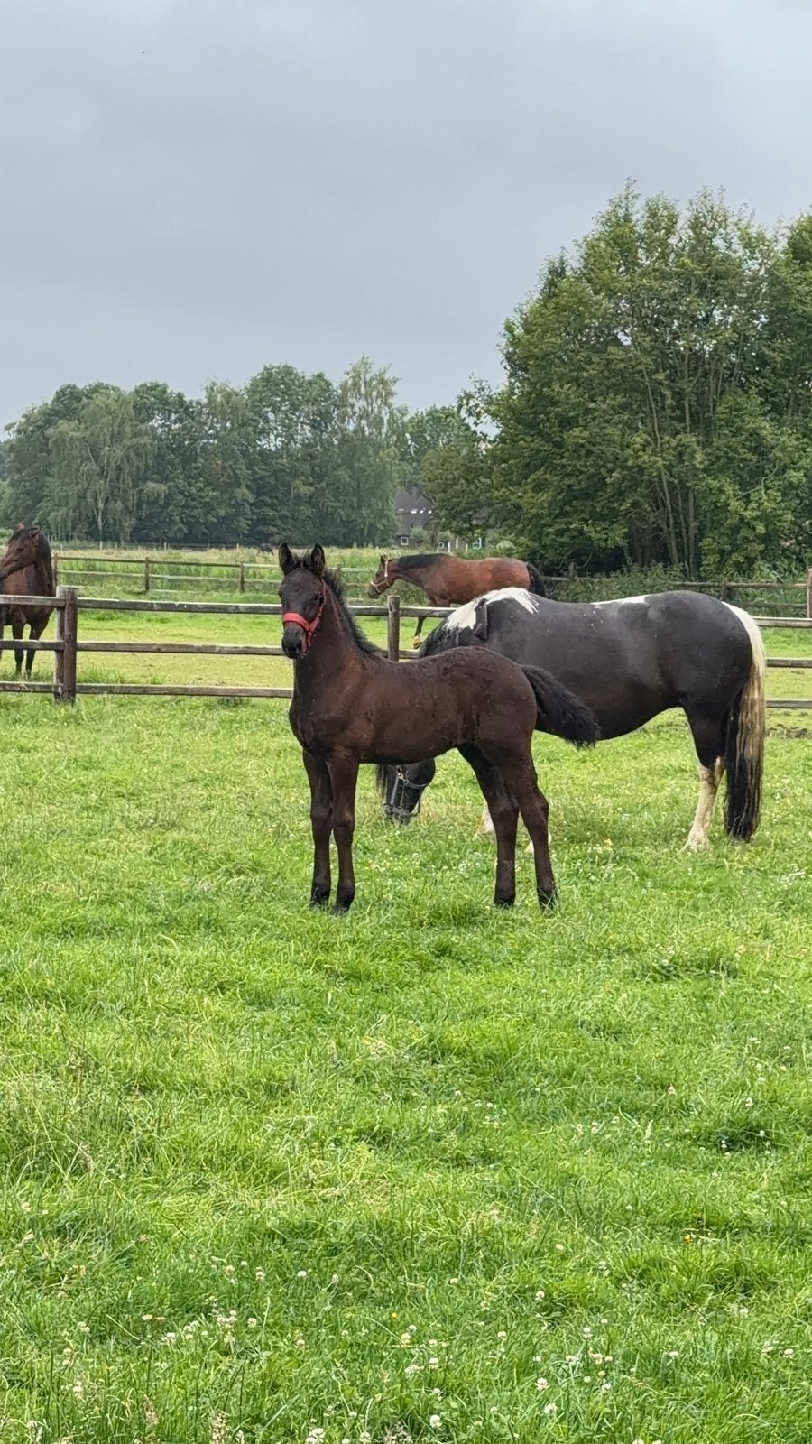 Knap hengstveulen, Dieren en Toebehoren, Hengst