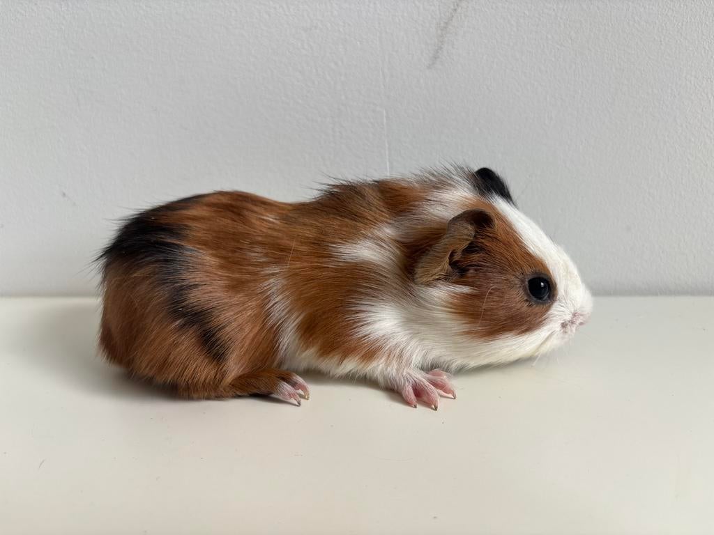 Driekleurige gladharige cavia beer (4 weken oud), Dieren en Toebehoren, Cavia, April, Mannelijk, Tam