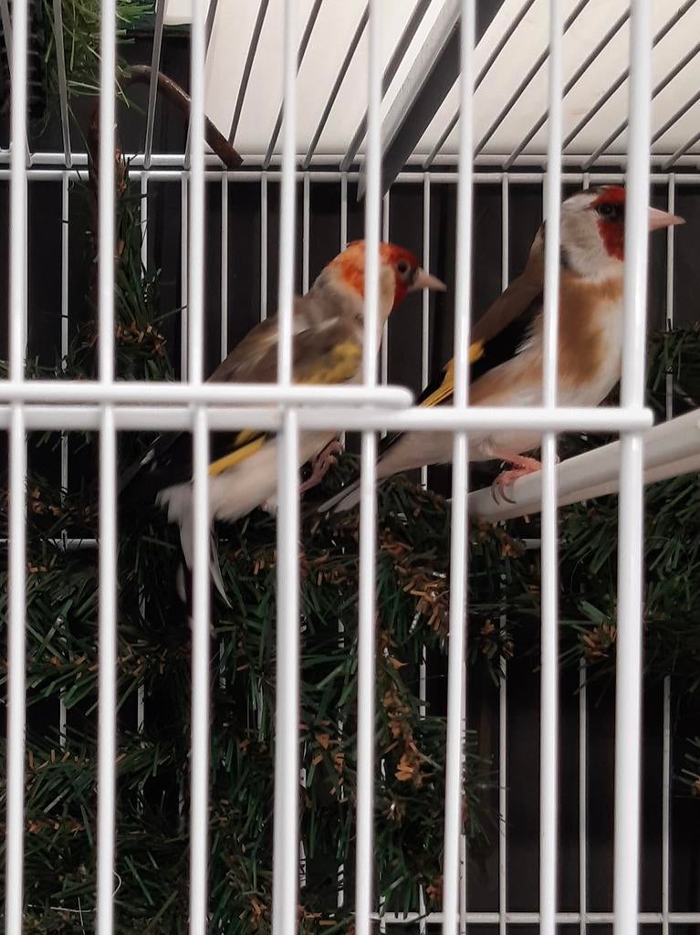 Putters, Dieren en Toebehoren, Vogels | Kanaries, Meerdere dieren