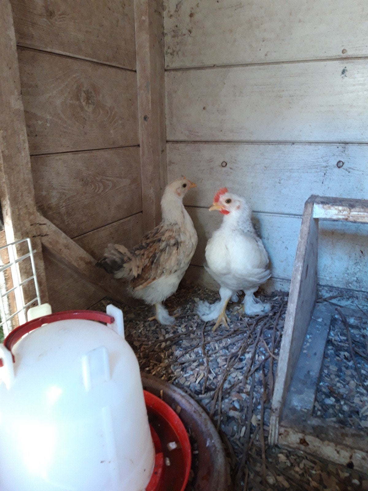 Krielkipje, een kuifhoen.11 weken  oud., Dieren en Toebehoren, Pluimvee, Mannelijk, Kip