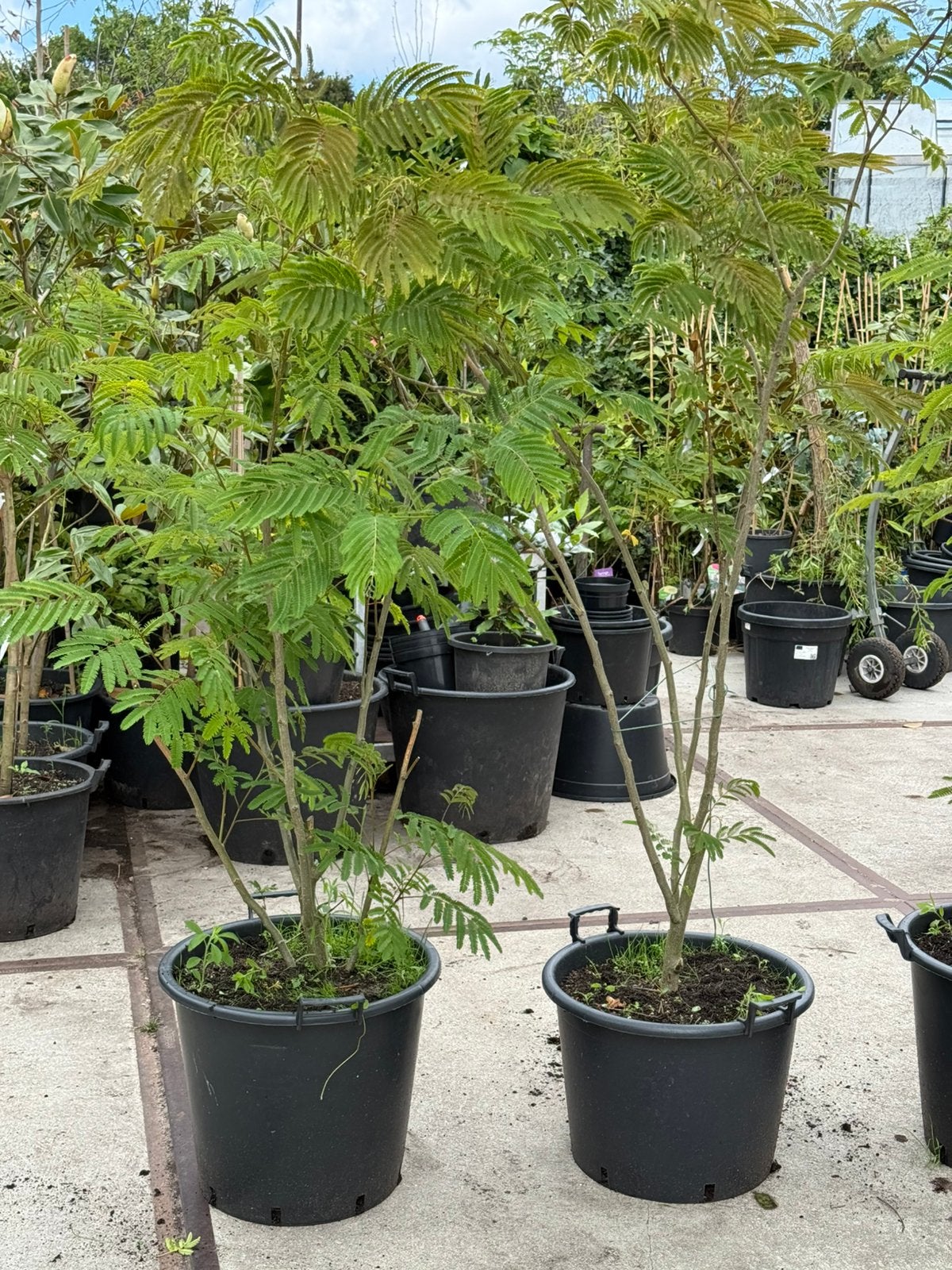 Albizia roze meerstammig  sommige al vol in knop wees snel, Vaste plant, Halfschaduw, Zomer, Ophalen