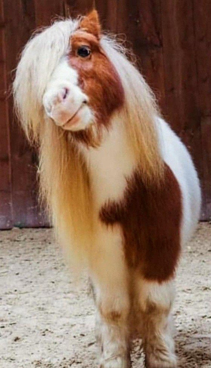 ideal tuig /schoftje voor mini shetlader, Ophalen of Verzenden, Mini
