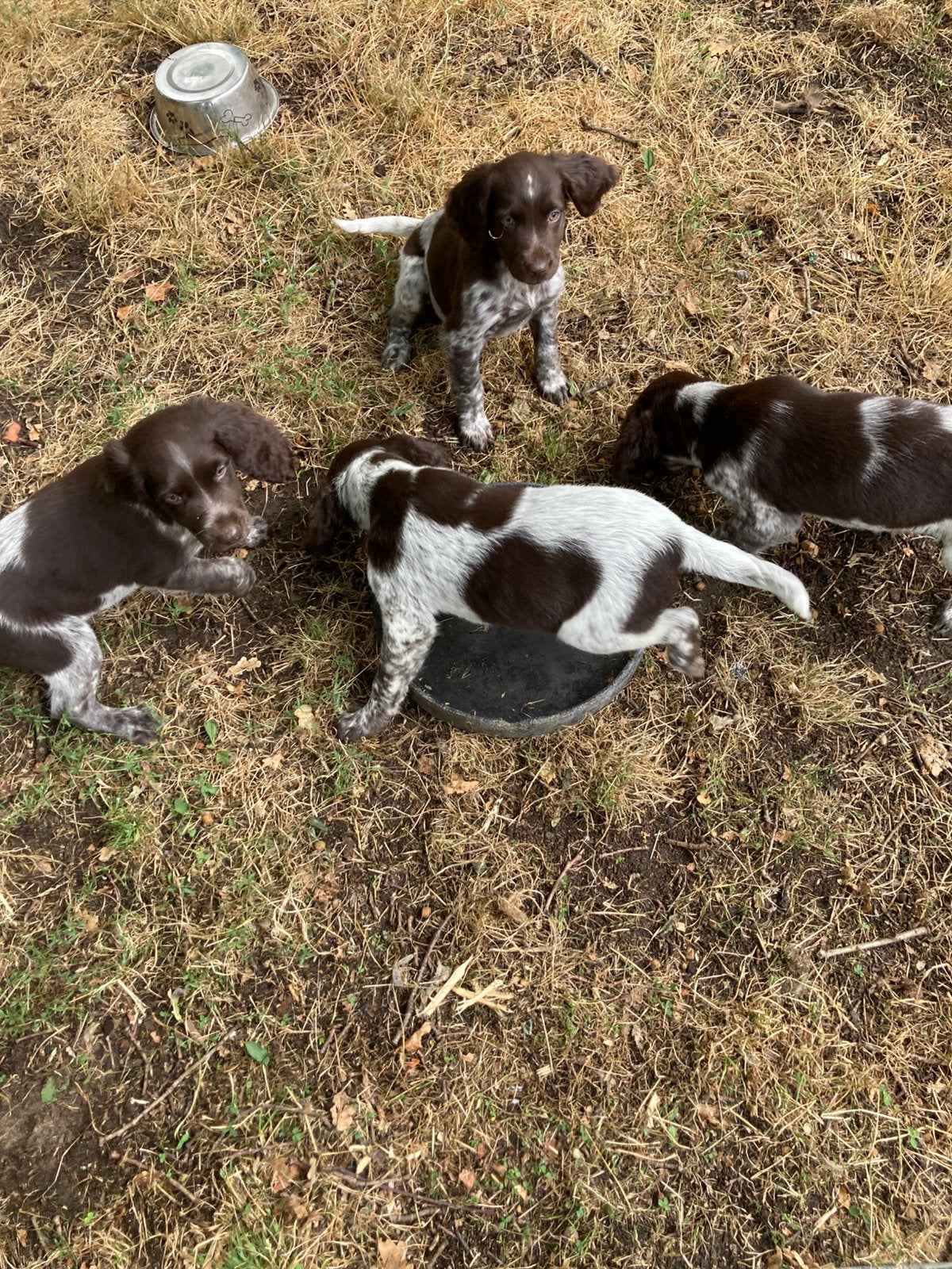 Prachtige heidewachtel kleinemunsterlander pups, Parvo, 8 tot 15 weken, Meerdere, Meerdere dieren