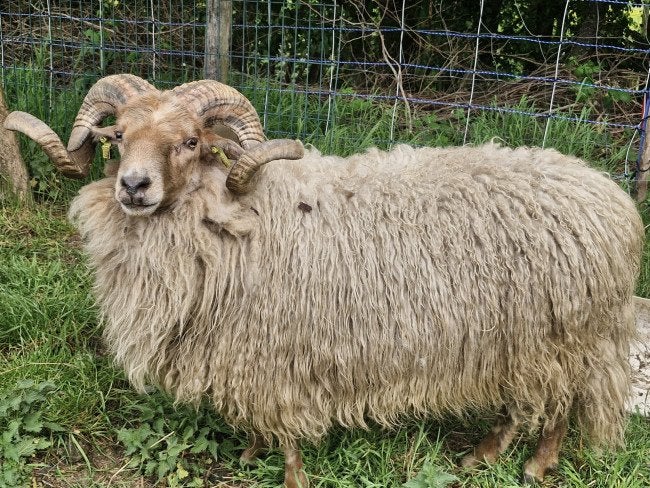 Gezocht. Dekram, Mannelijk, Schaap, 3 tot 5 jaar