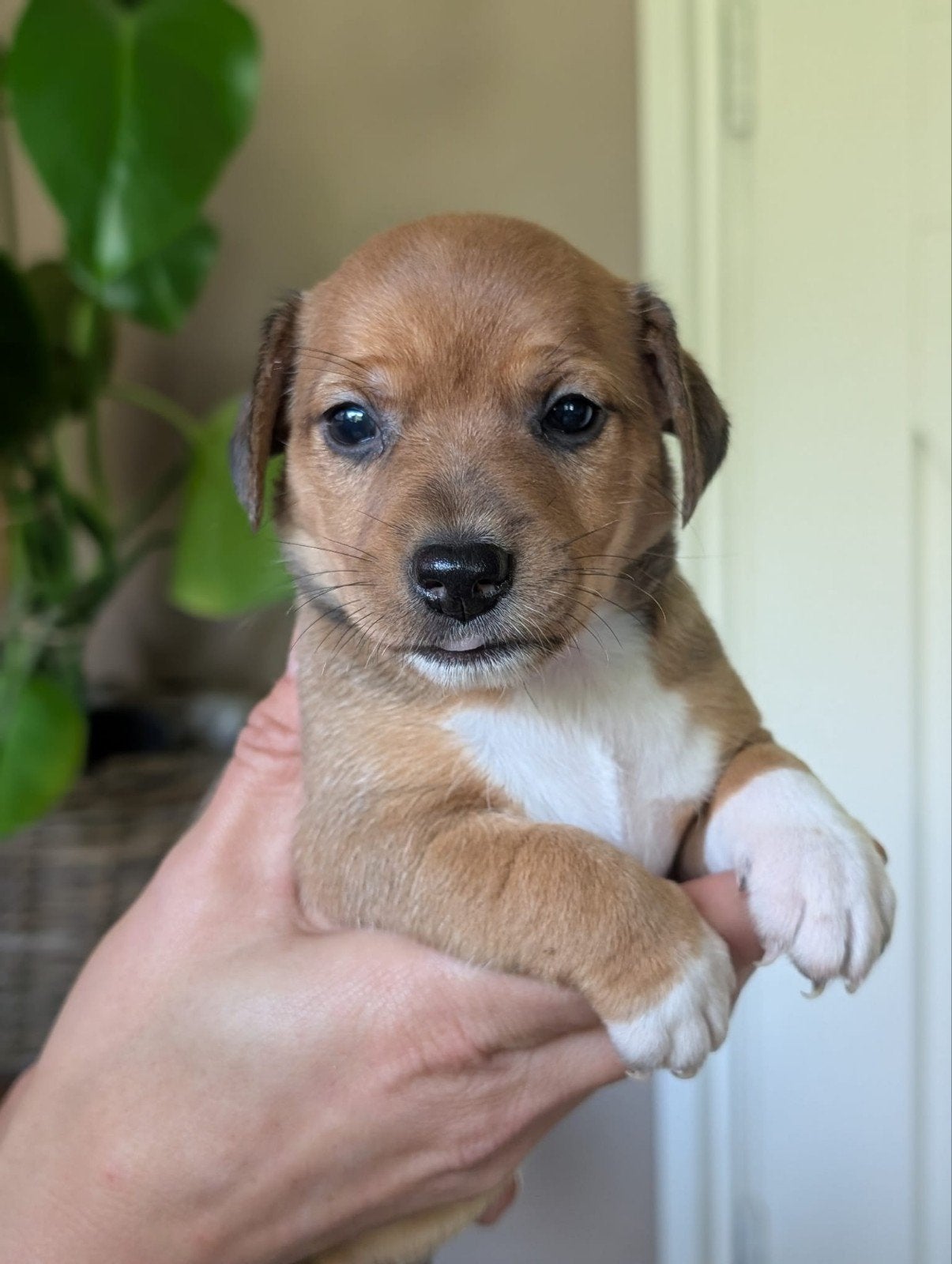 Uniek gekleurde Jack Russell pups, Jack Russell Terriër, 8 tot 15 weken, Meerdere, Meerdere dieren