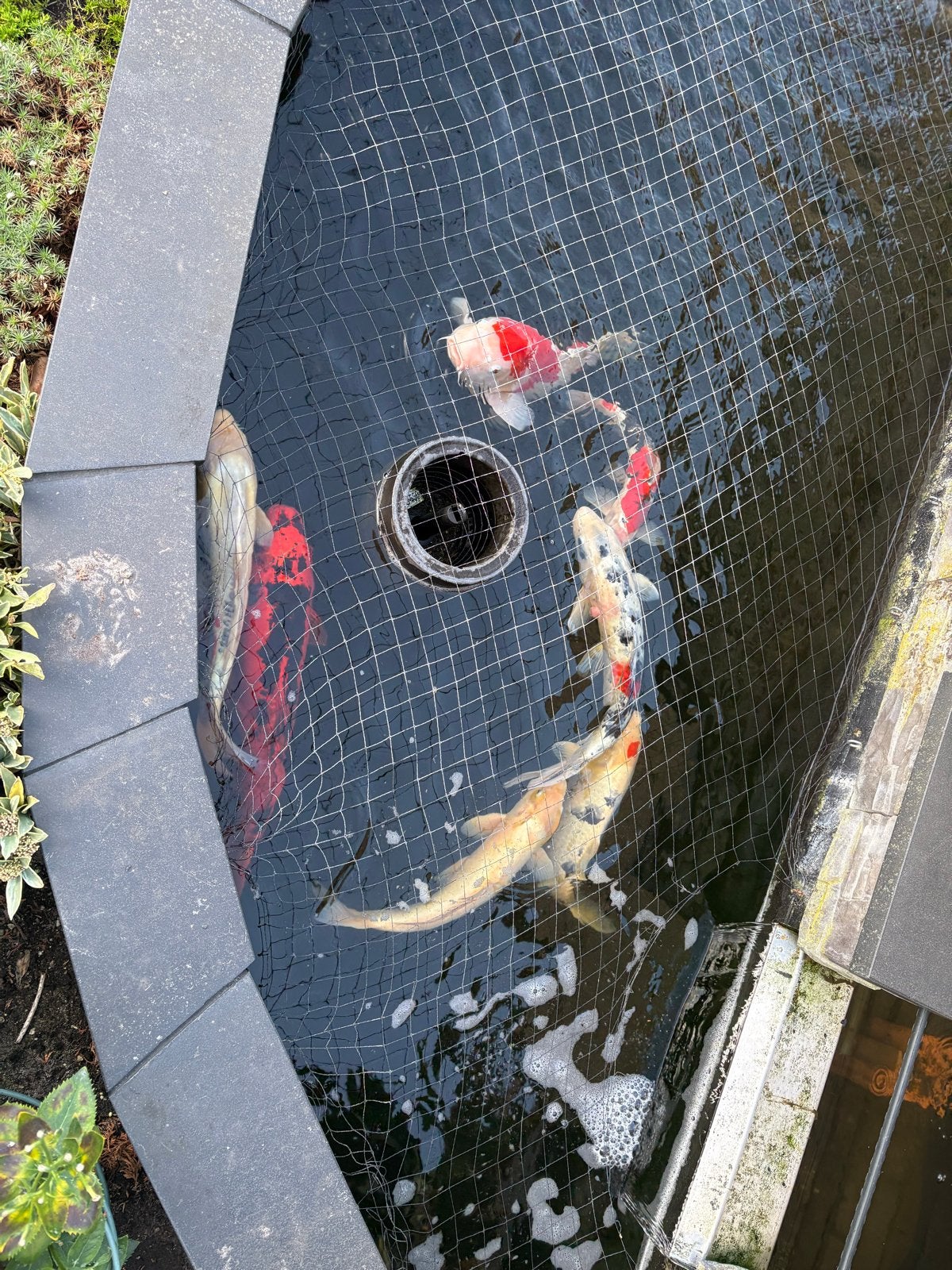 7 grote koikarpers koi Karpers te koop – gevarieerde groep, Dieren en Toebehoren, Karper of Koi