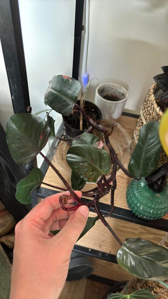 Philondendron Pink Princess, Huis en Inrichting, Kamerplanten, Ophalen, Halfschaduw, Minder dan 100 cm