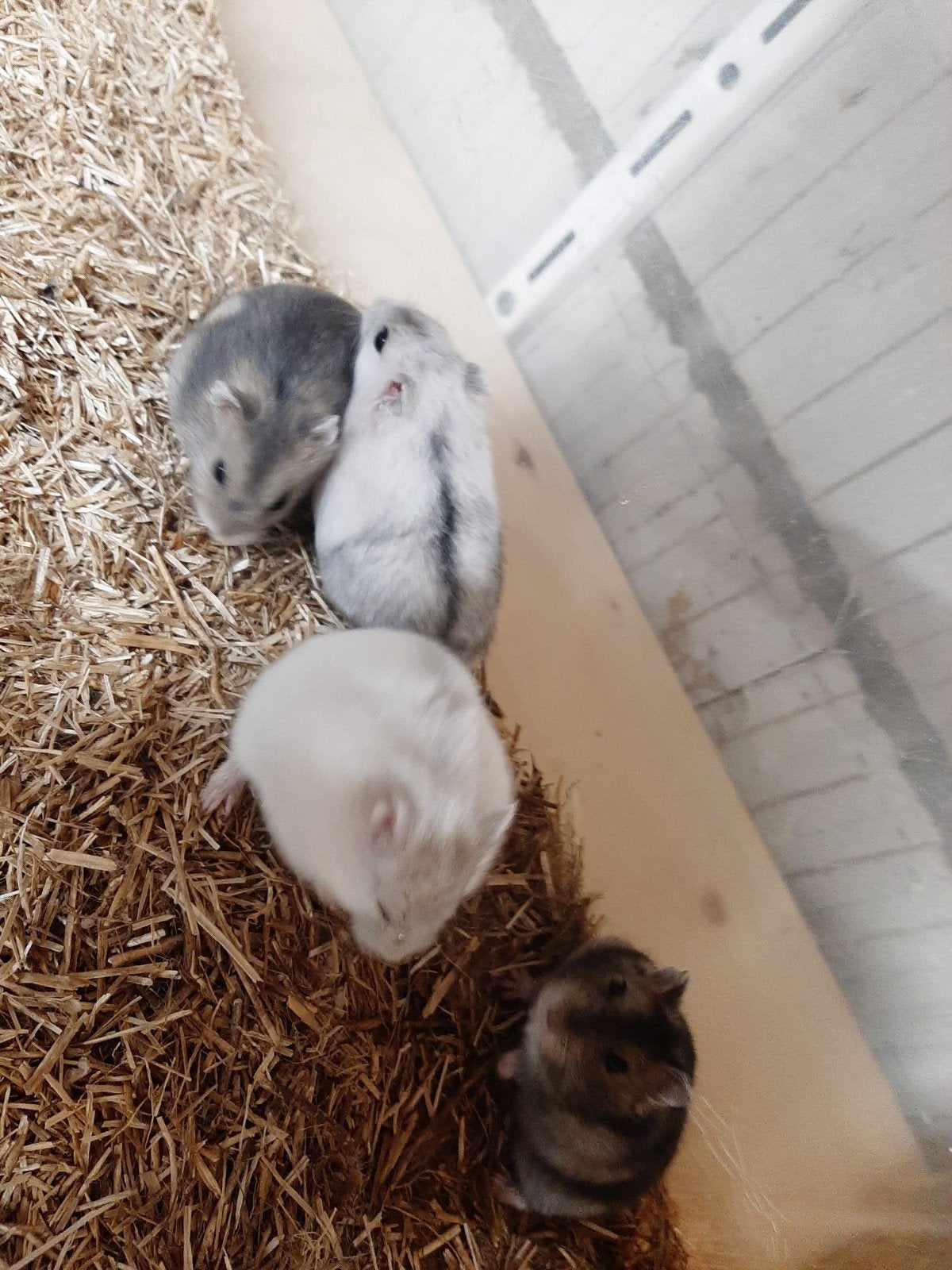 dwerghamsters, Dieren en Toebehoren, Hamster, Meerdere dieren, Tam, September