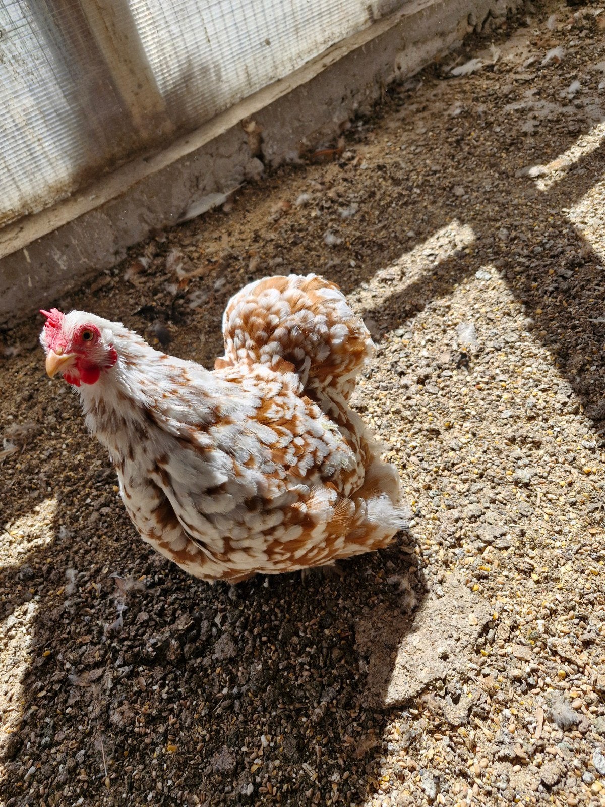 cochin kippen, Dieren en Toebehoren, Meerdere dieren, Kip