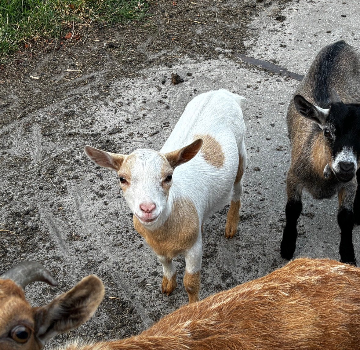 Dwerggeit bok, Dieren en Toebehoren, Mannelijk, Geit, 0 tot 2 jaar