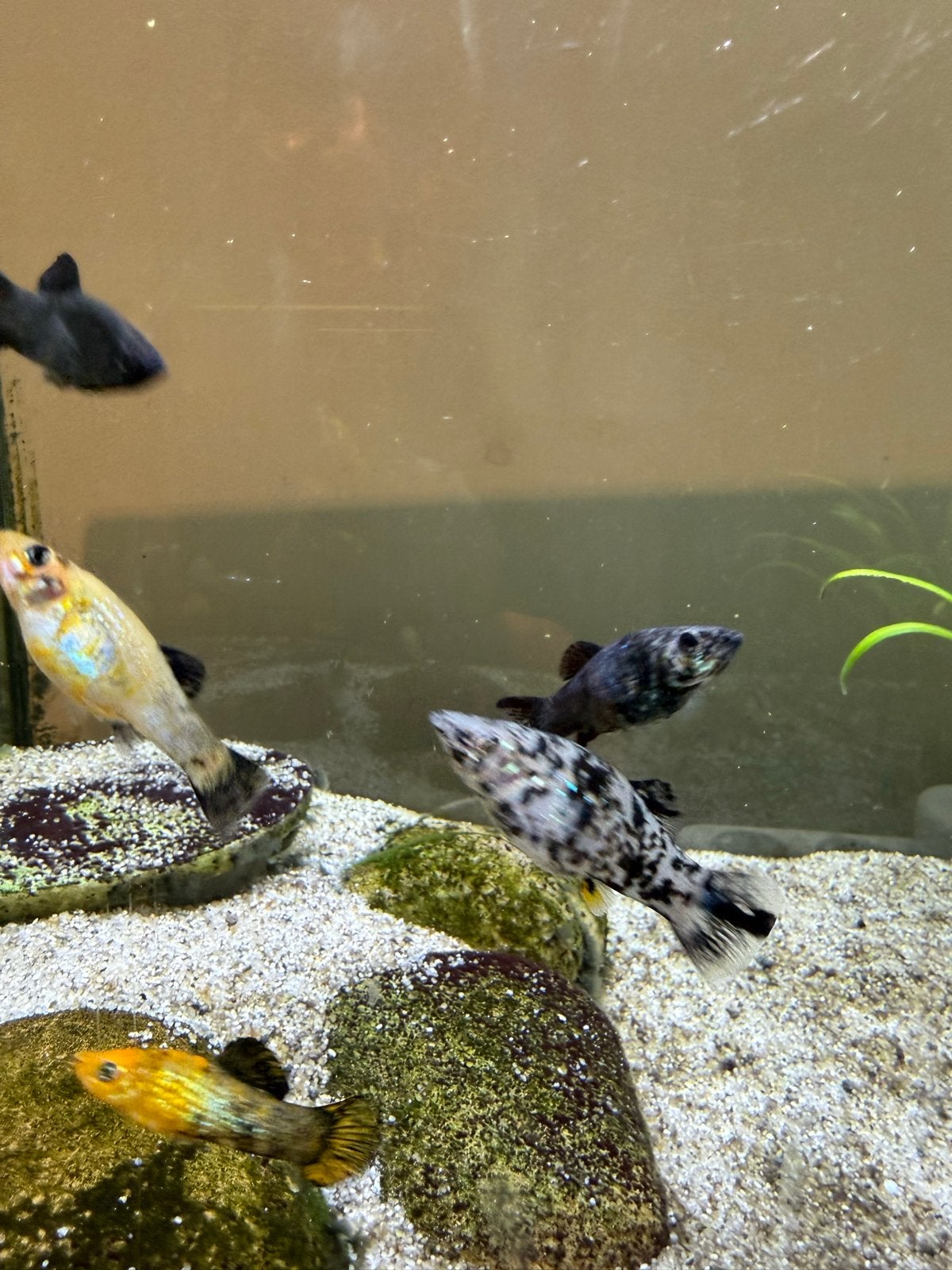 Molly’s, Dieren en Toebehoren, Vissen | Aquariumvissen, Vis, Zoetwatervis, Schoolvis