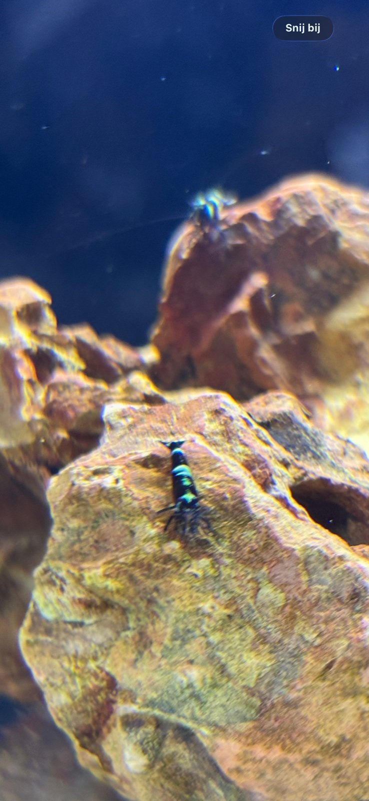 Garnalen mix startgroep Caridina, Dieren en Toebehoren, Kreeft, Krab of Garnaal