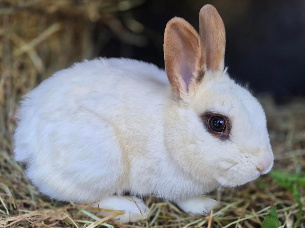 Lieve voedster met megacolon zoekt speciale plek, Dieren en Toebehoren, Konijnen, Vrouwelijk, Klein, 0 tot 2 jaar