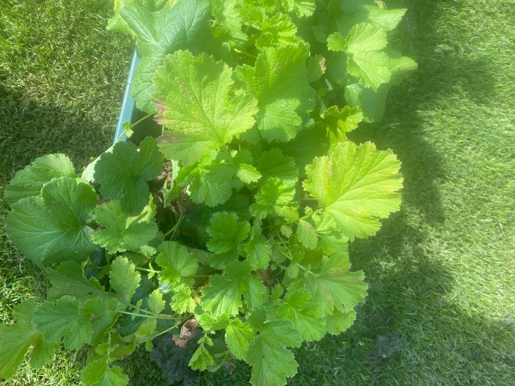 Knikkend nagelkruid, Geum rivale, Overige soorten, Vaste plant, Ophalen of Verzenden, Halfschaduw