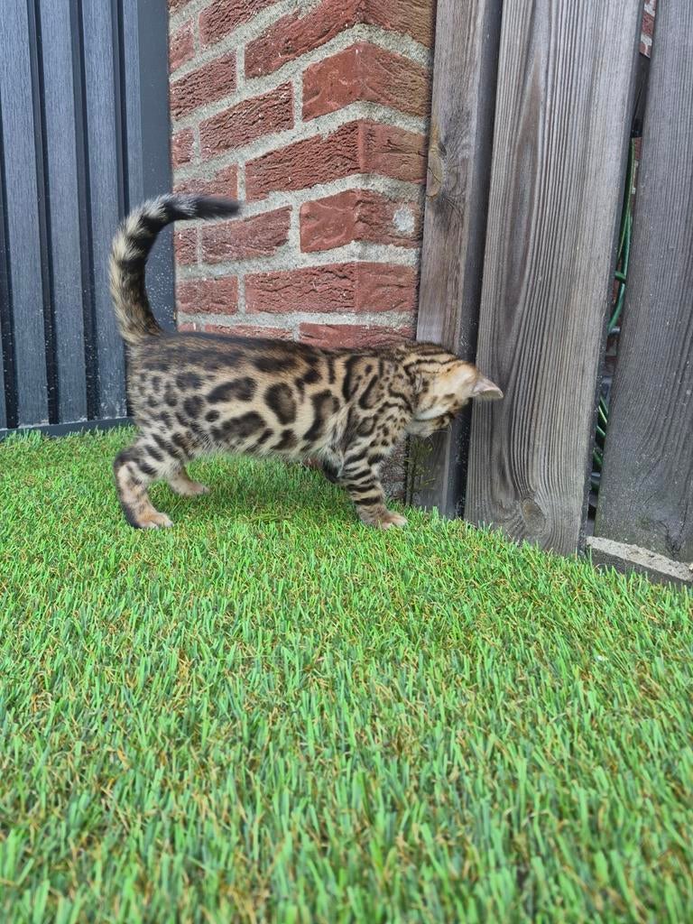 Bengaalse kitten (katertje) mag verhuizen..., Meerdere dieren, Ontwormd