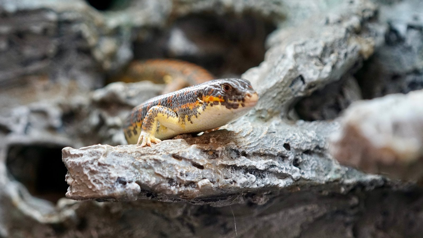Schneiderskink koppel heel tam en perfect uiterlijk, Dieren en Toebehoren, Reptielen en Amfibieën, Slang, Tam, 0 tot 2 jaar