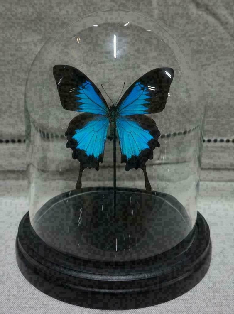 ACTIE > Vlinder in Stolp papilio blumei/ulysses of Caligo vl, Verzamelen, Dierenverzamelingen, Ophalen of Verzenden, Nieuw, Insect