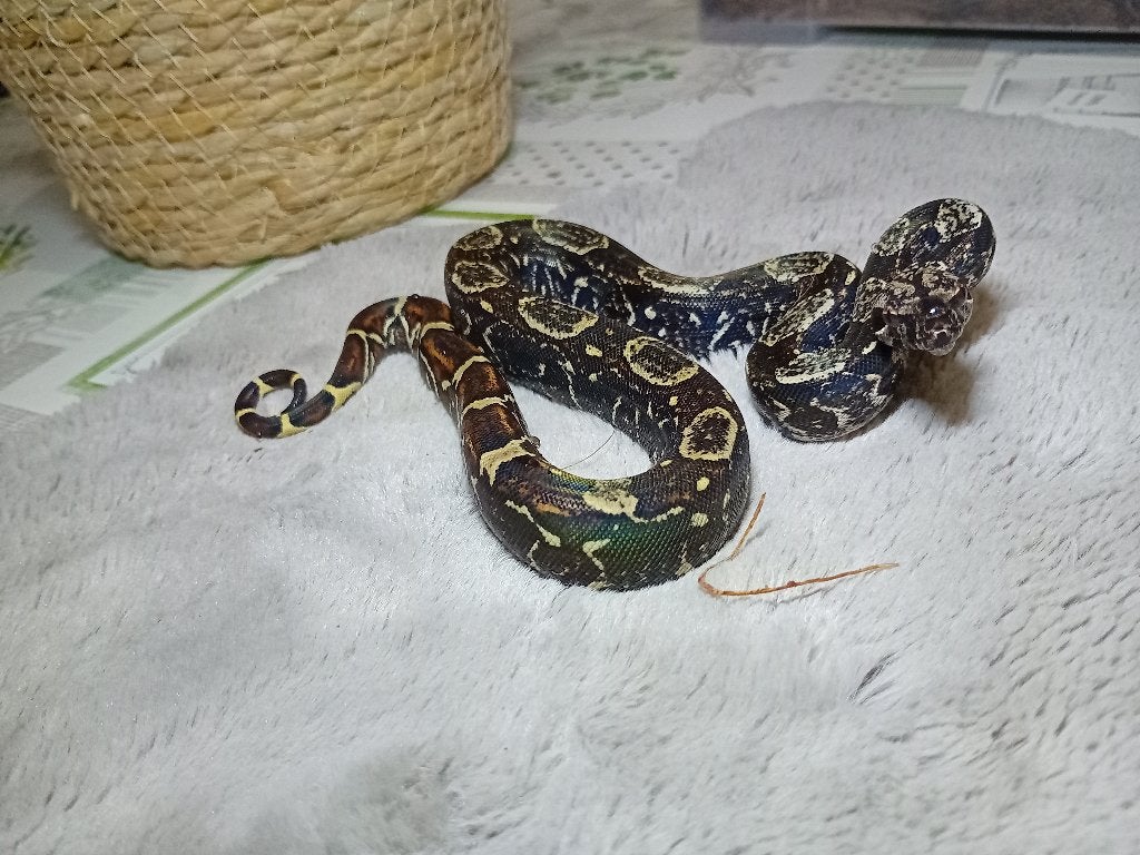 Verschillende jonge boa constrictor imperator te koop Boa Constrictor - male for sale from Denny