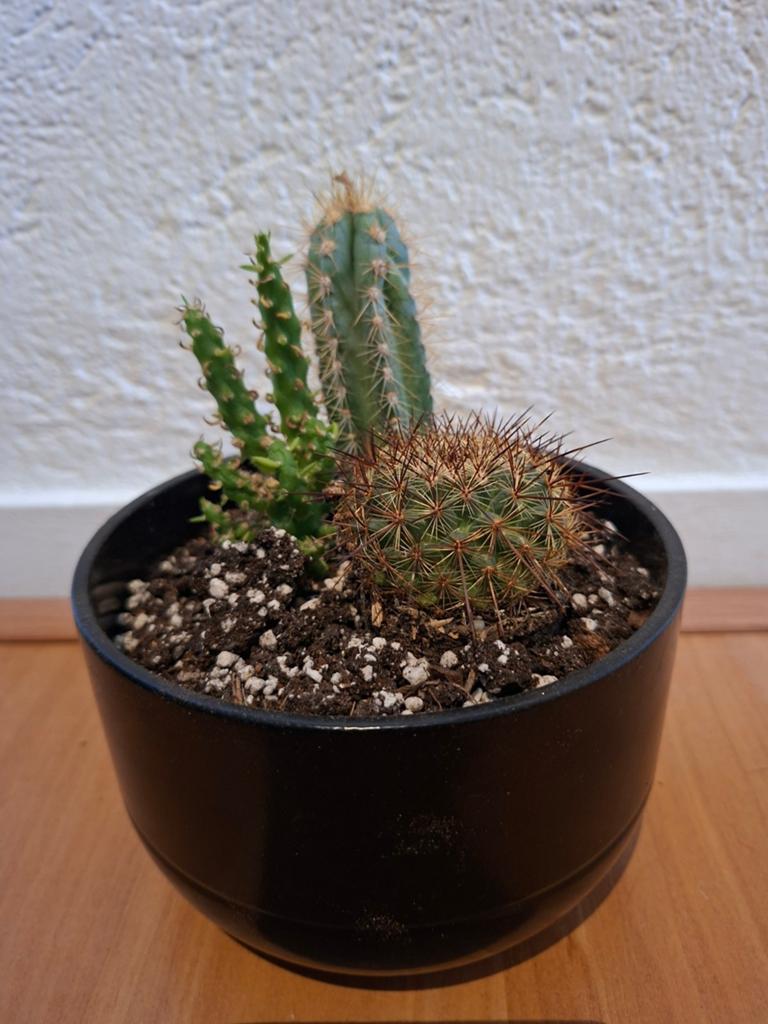 Zwarte schaal met 3 cactussen, Ophalen of Verzenden, Halfschaduw, Minder dan 100 cm