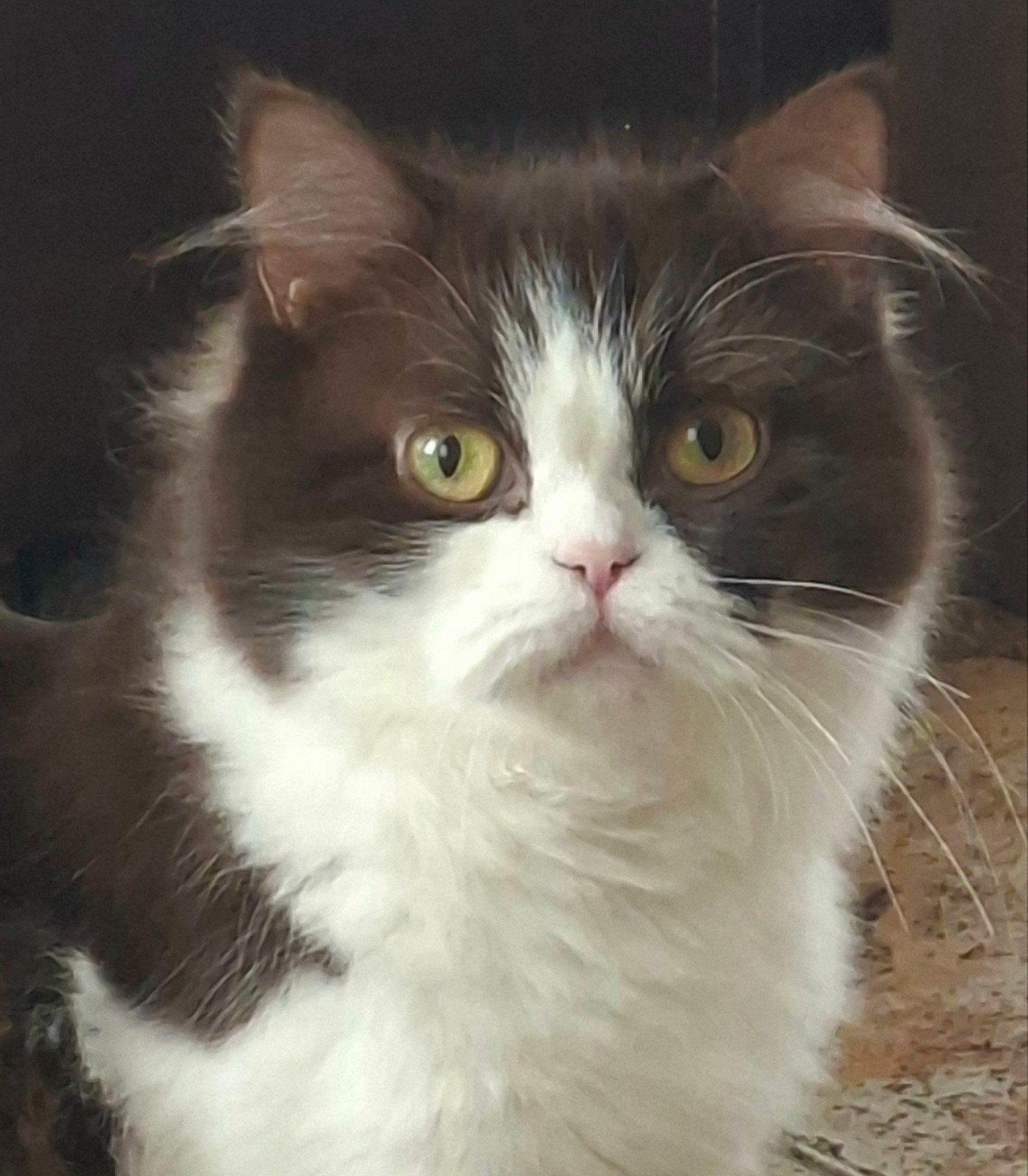 Prachtige Britse langhaar poes chocolate White bicolour, Poes, Gechipt, 0 tot 2 jaar