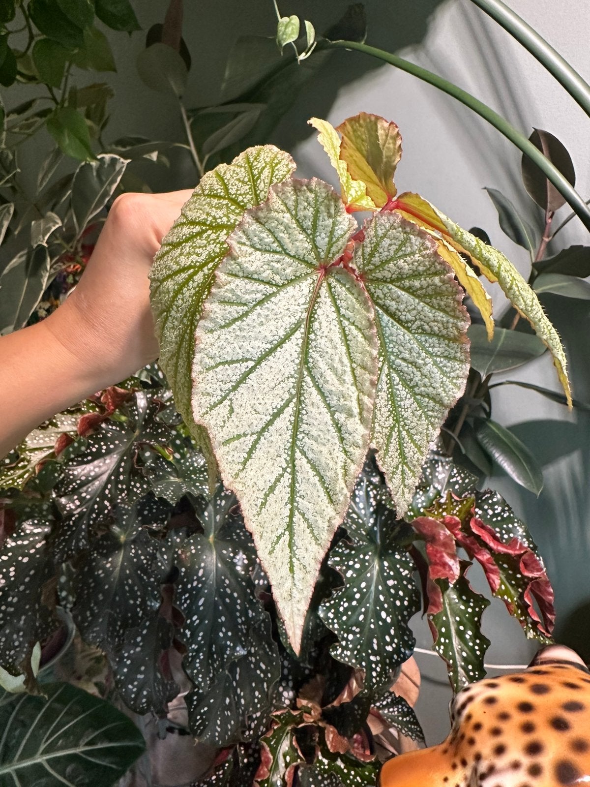 Begonia don miller stek 3, Ophalen of Verzenden, Halfschaduw, Minder dan 100 cm