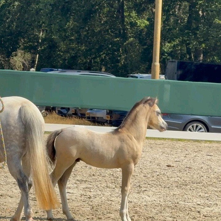 Prachtige A welsh hengst veulen van dit jaar, Hengst, Minder dan 160 cm, Met stamboom, 0 tot 2 jaar