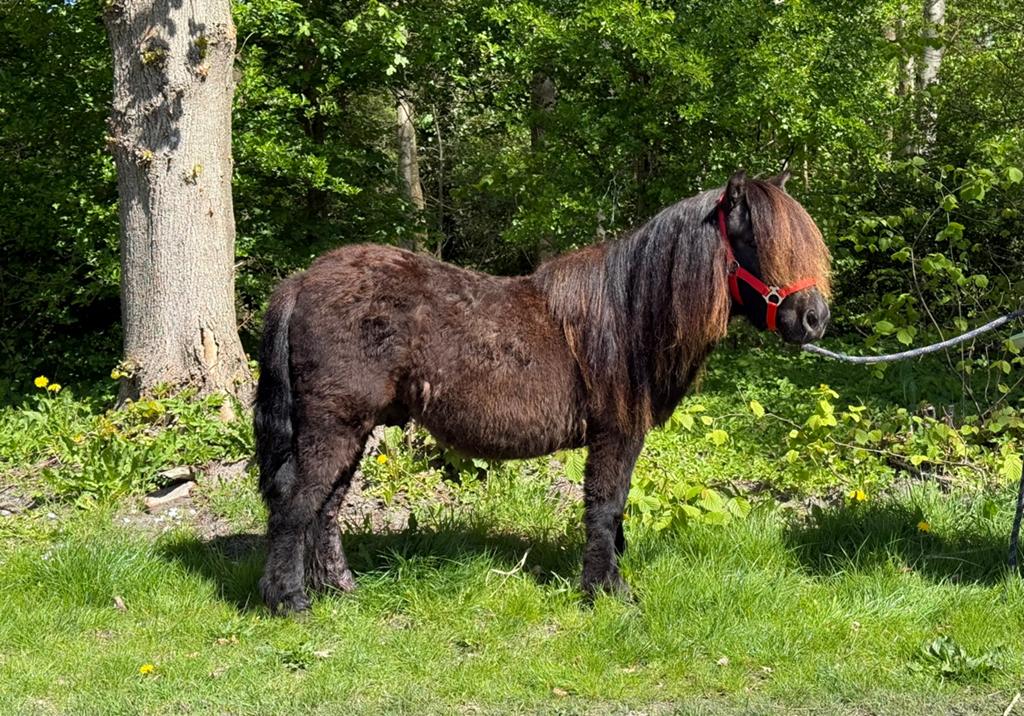 Super mooie grote maat stamboek Shetlander. (1.01m.), Ruin, A pony (tot 1.17m), Ontwormd, 0 tot 2 jaar