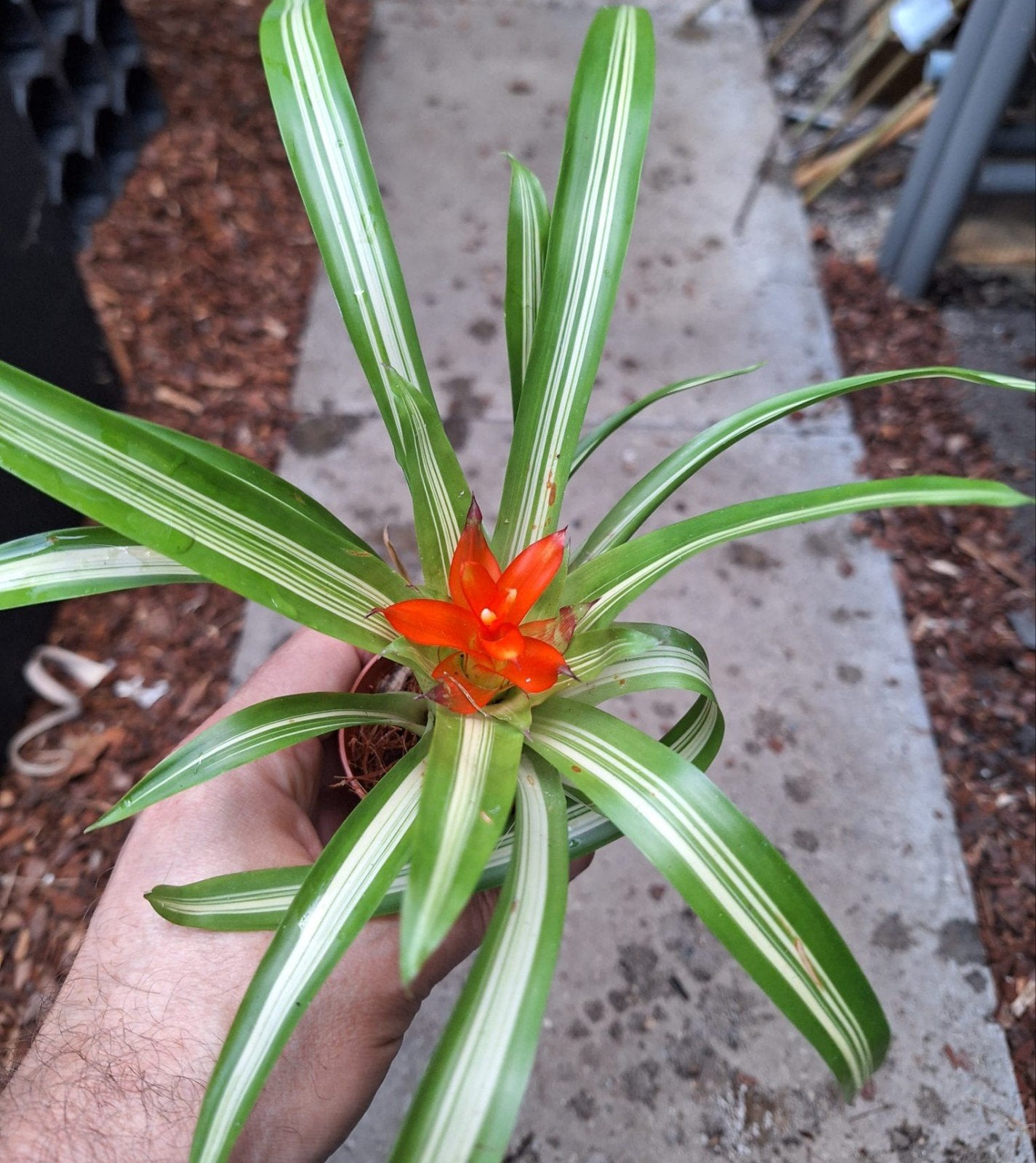 Bloeiende bromelia's in 5,5cm potje, Huis en Inrichting, Kamerplanten, Ophalen of Verzenden, Halfschaduw, Minder dan 100 cm