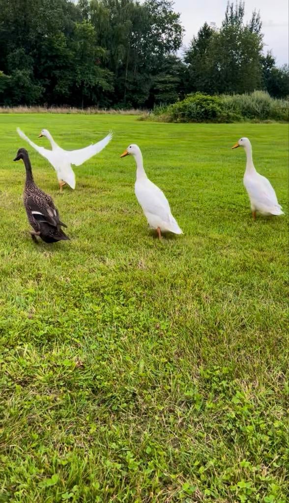 Broedeieren indische loopeenden, Dieren en Toebehoren, Geslacht onbekend, Eend