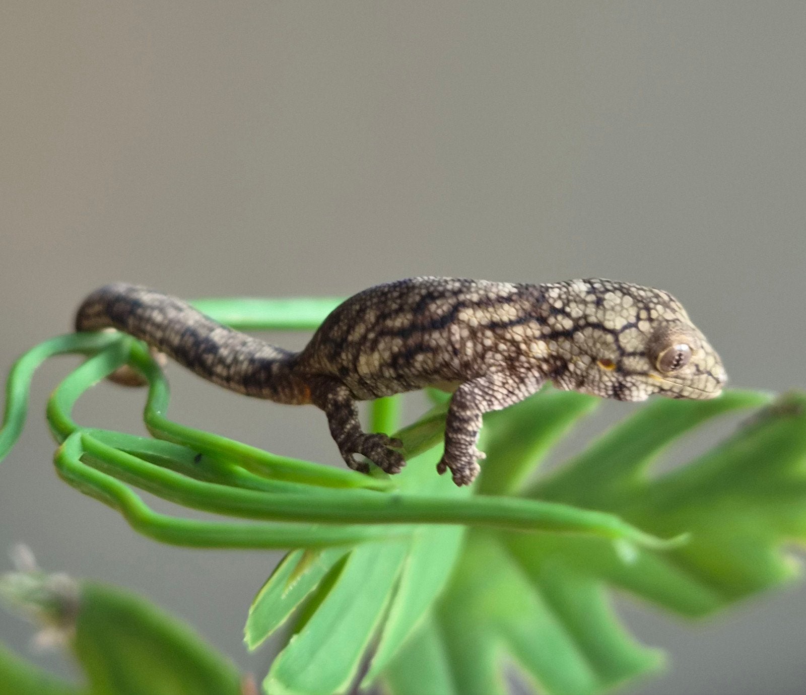 eurydactylodes vieillardi nakweek ( kameleongekko) Chameleon photo 3