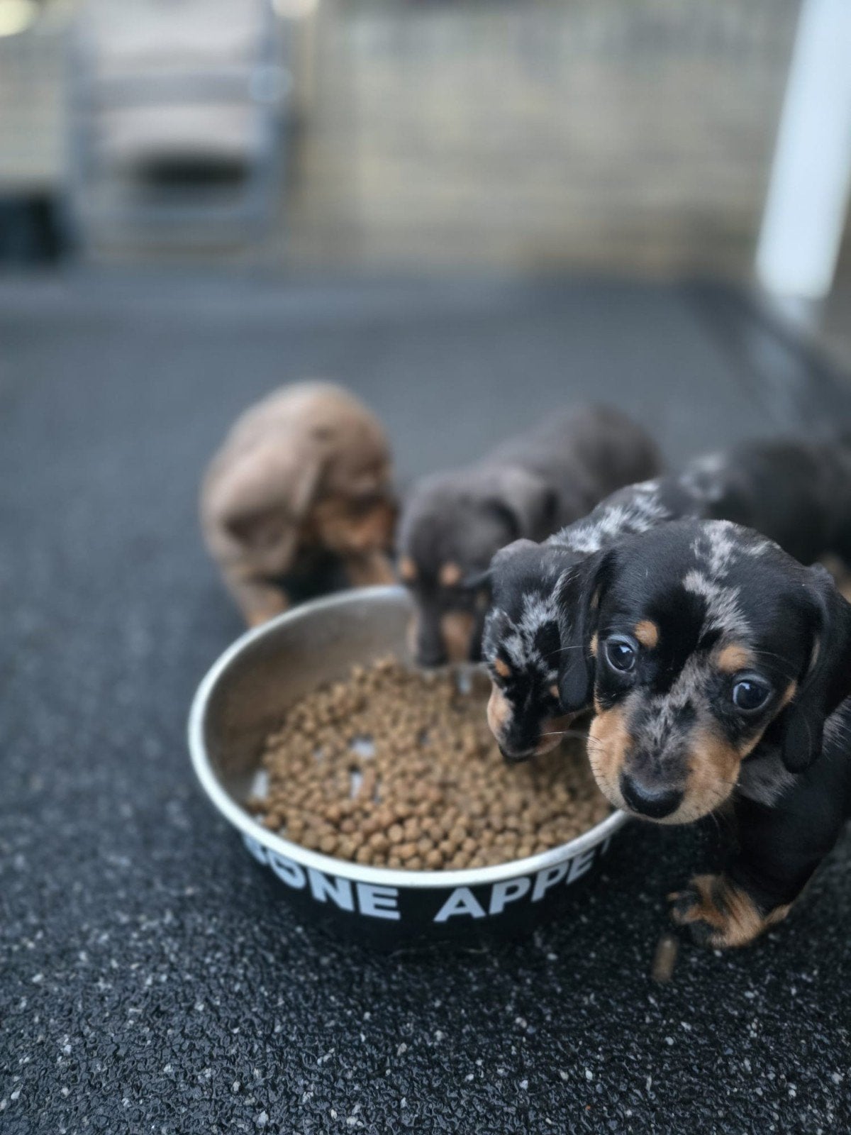 Teckel pups lilac/Isabella bleu tan black Merle tan, Dieren en Toebehoren, Parvo, 8 tot 15 weken, Korthaar, Dwerg