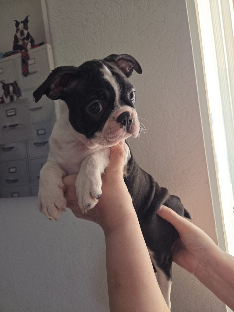 Mooi  Boston Terrier reutje met stamboom uit geteste ouders, Dieren en Toebehoren, België, Fokker | Hobbymatig, 8 tot 15 weken