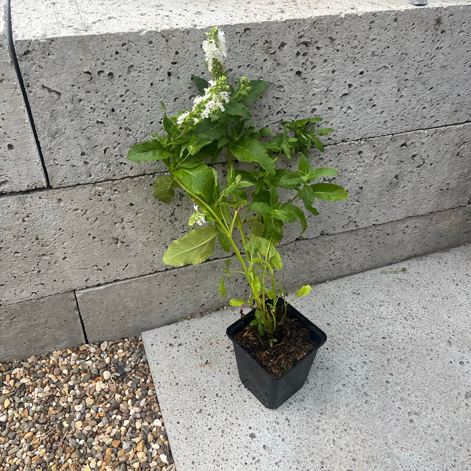 Witte Salie - Salvia nemorosa 'Schneehügel', Tuin en Terras, Planten | Tuinplanten, Ophalen, Volle zon, Vaste plant, Kruiden