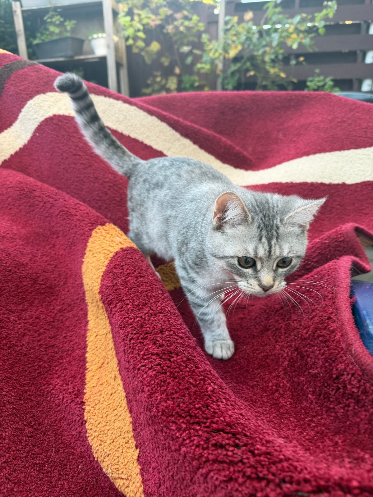 Britse korthaar x lapjes 3 kittens (poesjes) 13 weken jong, Dieren en Toebehoren, Poes