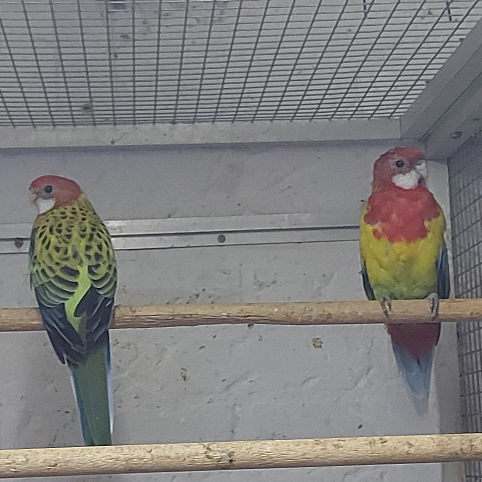 jong koppel goudmantelrosella's, Dieren en Toebehoren, Meerdere dieren, Parkiet, Geringd