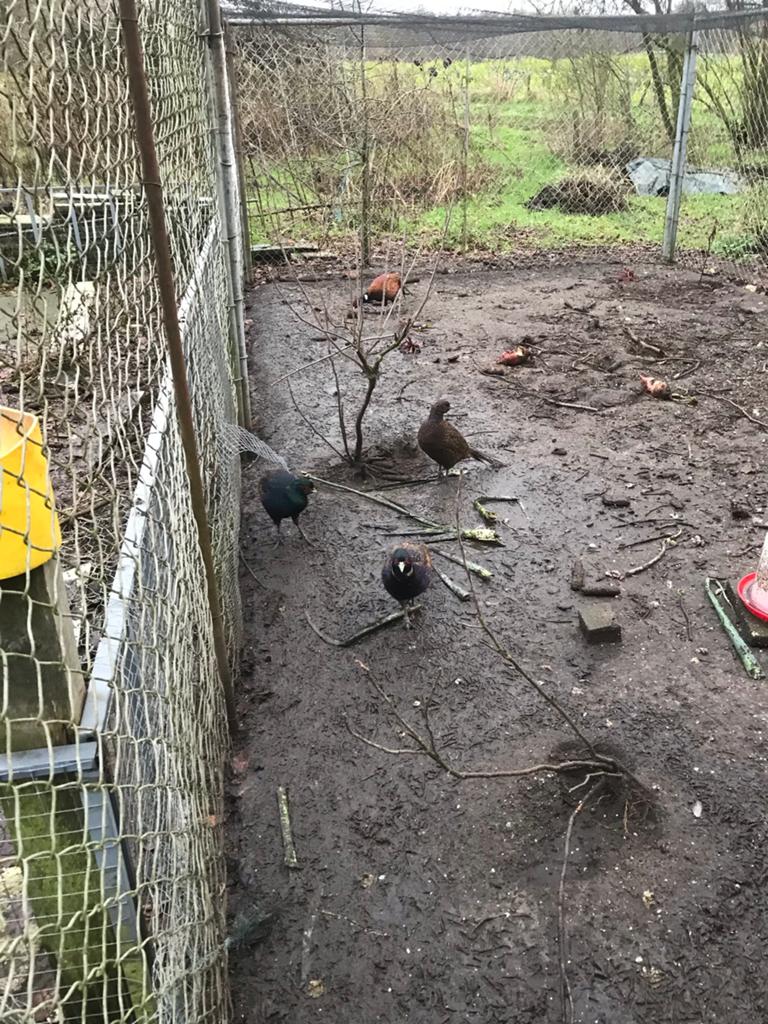 Tenebrose bosfazanten, Dieren en Toebehoren, Geslacht onbekend, Kip